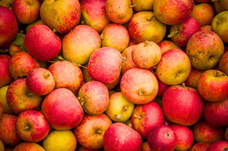 A crate of freshly picked cider apples