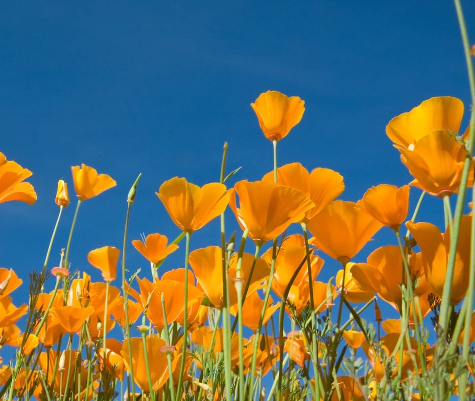 California poppies against a blue sky